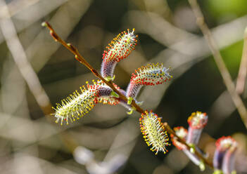 Kätzchen der Purpurweide (Salix purpurea) - SIEF10032