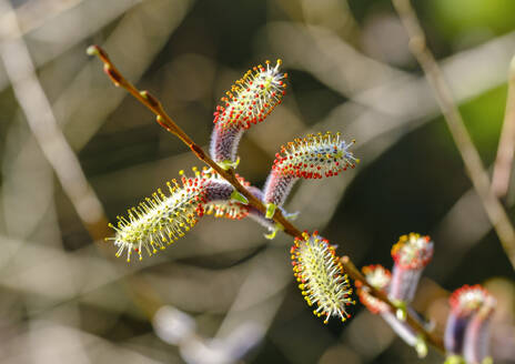 Catkins of purple willow (Salix purpurea) - SIEF10032