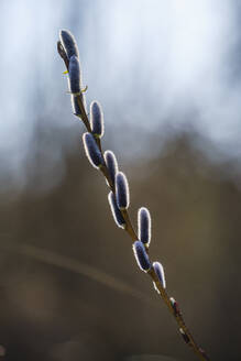 Male catkins of pussy willow (Salix caprea) - SIEF10033