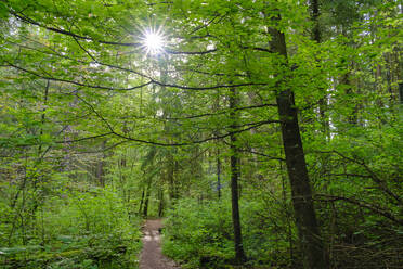 Sunlight piercing through branches of green lush forest in Isarauen nature reserve - SIEF10036