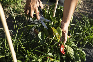 Hände eines männlichen Kochs, der Jalapeno-Paprika von Pflanzen im Obstgarten schneidet - OCMF01701