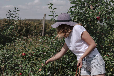 Mid adult woman wearing hat picking applies in orchard on sunny day stock photo