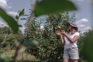 Frau mit Hut, die mit einem Apfel spielt, während sie an einem sonnigen Tag im Obstgarten steht - OGF00577