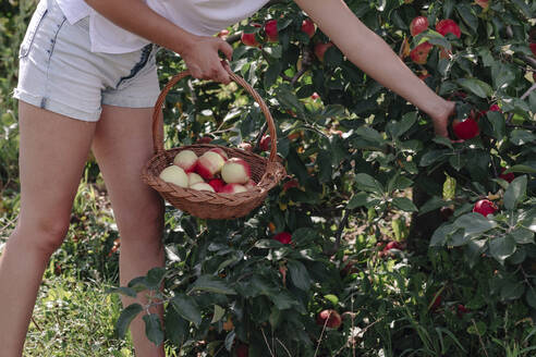 Mittlere erwachsene Frau in kurzen Hosen beim Äpfelpflücken im Obstgarten stehend - OGF00583