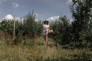 Woman holding basket while walking amidst trees in orchard - OGF00585