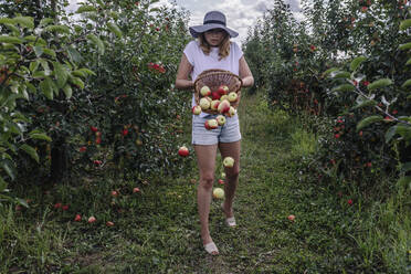 Äpfel fallen aus einem Korb, den eine Frau im Obstgarten hält - OGF00586