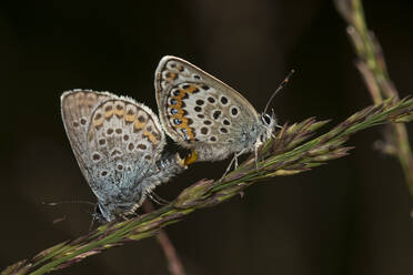 Two eastern baton blues (Pseudophilotes vicrama) mating on top of plant - ZCF00996