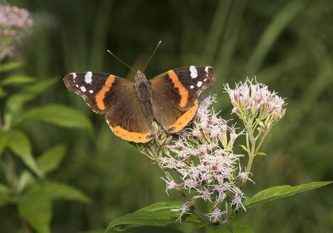 Roter Admiral (Vanessa atalanta), der sich auf Wildblumen niederlässt - ZCF00997