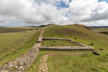 UK, England, Hexham, Rinder auf der Weide vor dem Hadrians Wall - WPEF03391