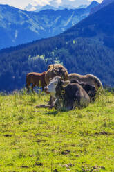 Cattle grazing and relaxing in Tannheimer Tal during summer - THAF02853