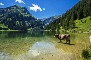 Austria, Tyrol, Cow standing ankle deep in scenic Vilsalpsee lake - THAF02868