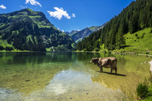 Österreich, Tirol, Kuh steht knöcheltief im malerischen Vilsalpsee - THAF02868