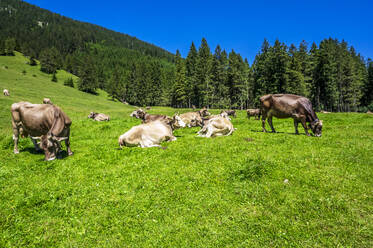 Cattle grazing and relaxing in Tannheimer Tal during summer - THAF02870