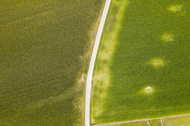 Drohnenansicht von grünen Feldern auf dem Land - MEUF02052