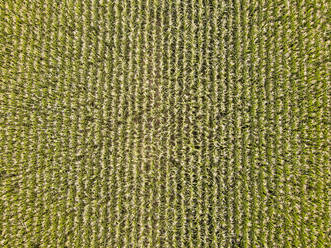 Drohnenansicht von grünen Pflanzen auf einem Feld - MEUF02057