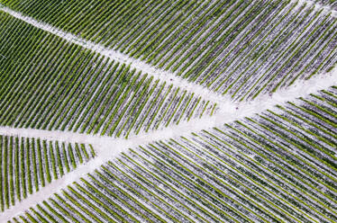 Drohnenansicht von Fußwegen, die durch eine grüne Plantage führen - MEUF02063