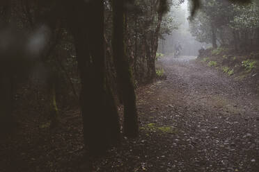 Back view of male cyclist riding on a foggy forest dirt track - CAVF89230