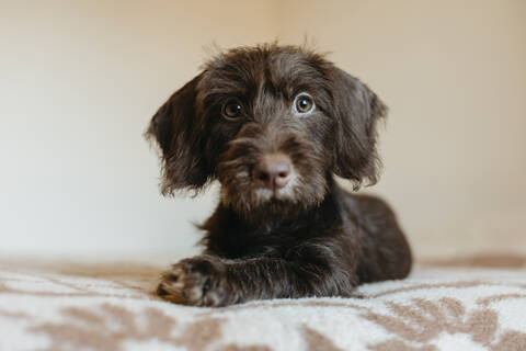 Puppy sitting on bed at home stock photo