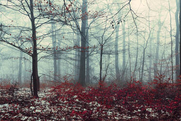 Nebliger Wald im Winter - DWIF01104