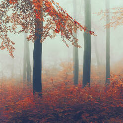 Nebliger Herbstwald in der Morgendämmerung - DWIF01105