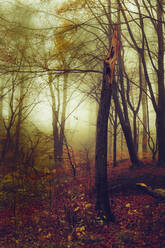 Tree stump in misty autumn forest at dawn - DWIF01107