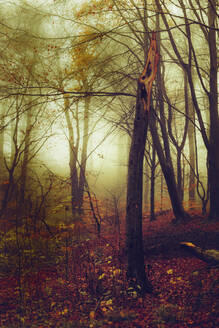 Baumstumpf im nebligen Herbstwald in der Morgendämmerung - DWIF01107
