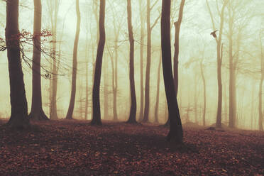 Misty autumn forest at dawn - DWIF01108