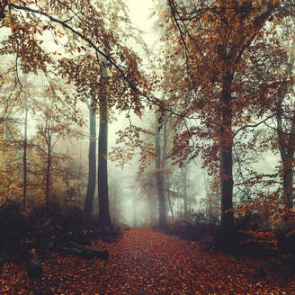 Fußweg im nebligen Herbstwald in der Morgendämmerung - DWIF01110