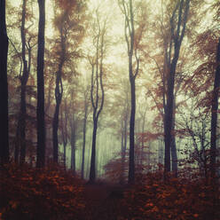 Misty autumn forest at dawn - DWIF01112