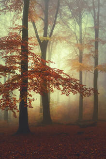 Nebliger Herbstwald in der Morgendämmerung - DWIF01113