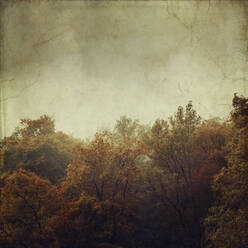 Alte Fotografie eines nebligen Herbstwaldes in der Morgendämmerung - DWIF01114