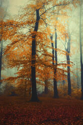 Beech tree in misty autumn forest at dawn - DWIF01115