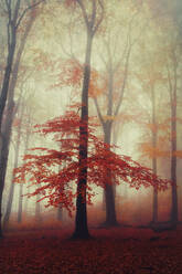 Beech tree in misty autumn forest at dawn - DWIF01116