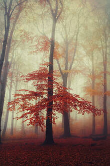 Buche im nebligen Herbstwald in der Morgendämmerung - DWIF01116