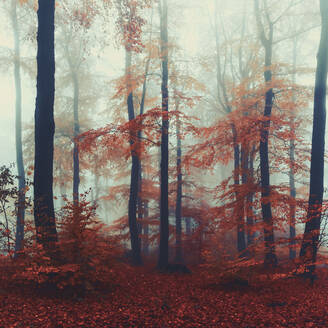 Buchen im nebligen Herbstwald in der Morgendämmerung - DWIF01117