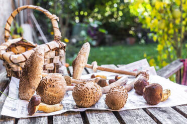 Freshly picked mushrooms lying on newspaper - SARF04638