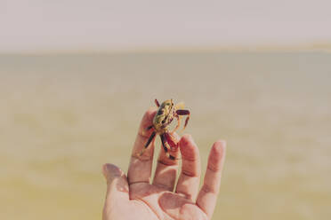 Nahaufnahme einer Frau, die eine Krabbe im Meer hält, an einem sonnigen Tag - ERRF04431