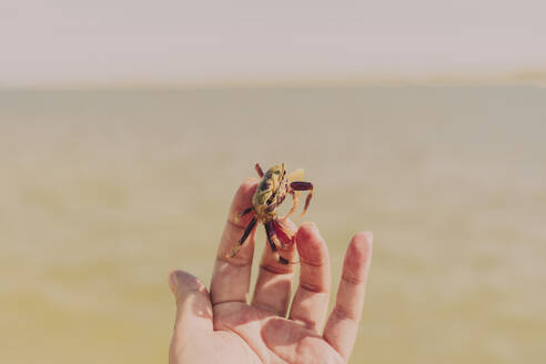 Close-up of woman hand holding crab against sea during sunny day - ERRF04431