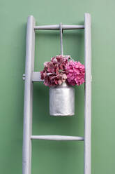 Studioaufnahme von blühenden rosa Hortensien in einer Milchkanne, die an einer einfachen Holzleiter hängt - GISF00645