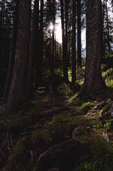 Forest in Dolomites at sunset - FMOF01064