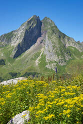 Blühendes Jakobskreuzkraut (Senecio ovatus) auf einer Sommerwiese mit dem Berg Hofats im Hintergrund - WGF01356