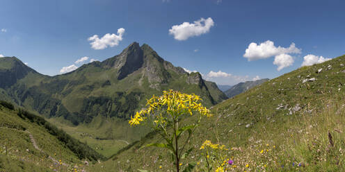 Im Sommer blühendes Jakobskreuzkraut (Senecio ovatus) mit dem Berg Hofats im Hintergrund - WGF01358