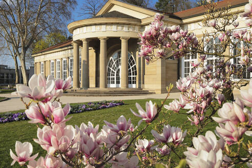 Magnolienblüte am Kurhaus, Bad Cannstatt, Stuttgart, Baden-Württemberg, Deutschland, Europa - RHPLF17533