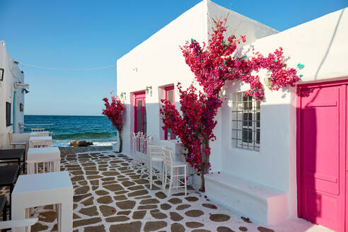 Naoussa, waterfront pink bougainvillea in bloom, Paros, Cyclades Islands, Greek Islands, Greece, Europe - RHPLF17601