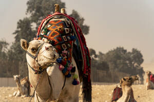 Eine Gruppe Kamele sitzt angezogen und bereit zum Ausritt in Gizeh, Ägypten - CAVF89333