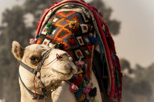 Ein Kamel steht in der Wüste und wartet darauf, in Giza, Ägypten, geritten zu werden - CAVF89334