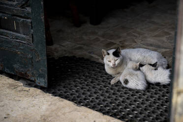 A mother at nurses her two kittens in a doorway - CAVF89339