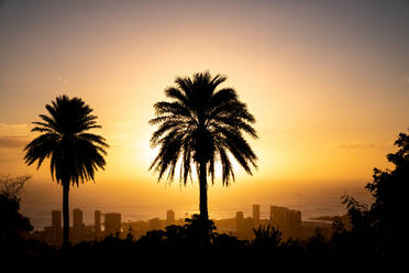 Sonnenuntergang und Palmen mit Blick auf Honolulu, Hawaii - CAVF89346