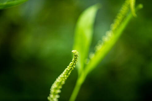 A green plant in nature - CAVF89353