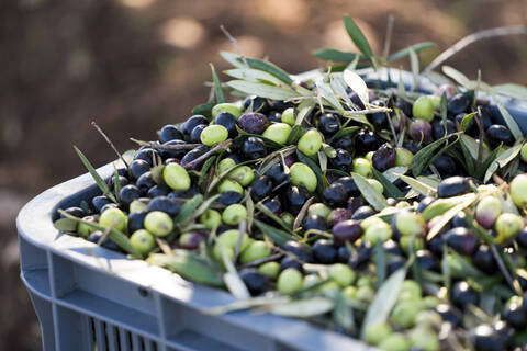 Eimer mit gepflückten Oliven in einer Olivenplantage, lizenzfreies Stockfoto